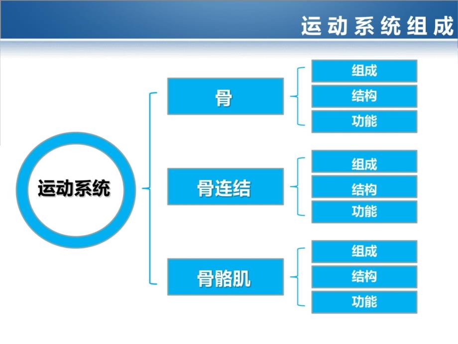 《运动系统课件》教学文案_第3页