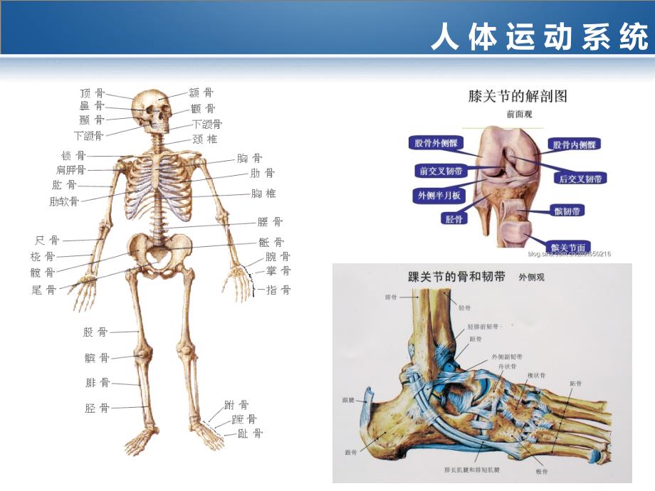 《运动系统课件》教学文案_第4页