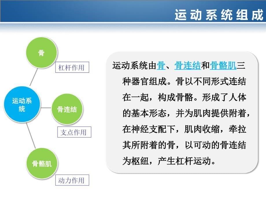 《运动系统课件》教学文案_第5页