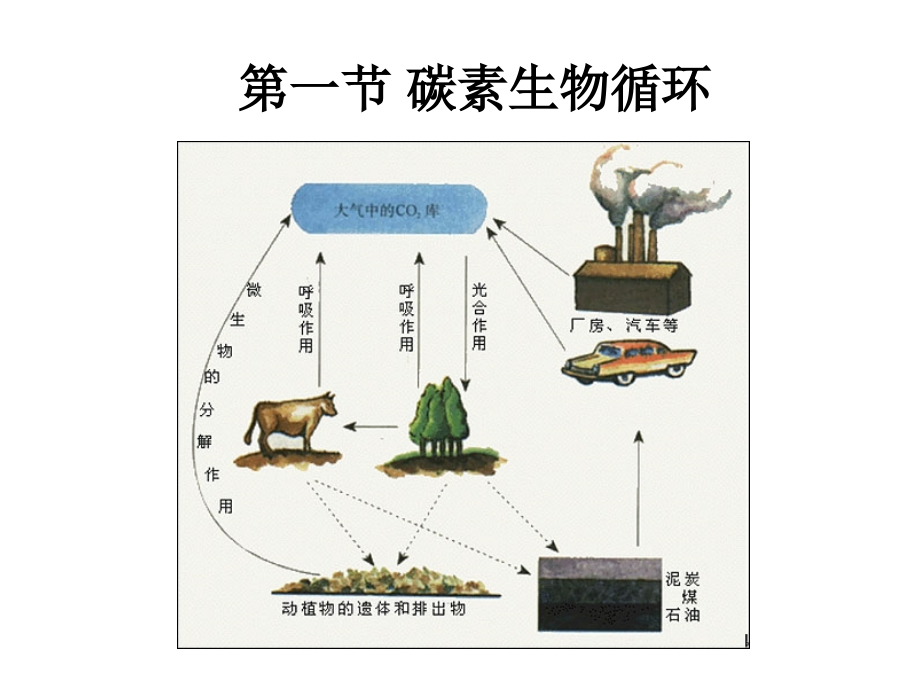 第6章 微生物在环境物质循环中的作用_第2页