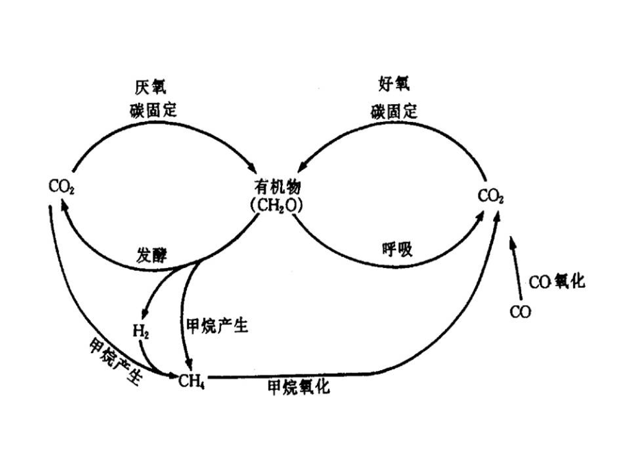 第6章 微生物在环境物质循环中的作用_第3页