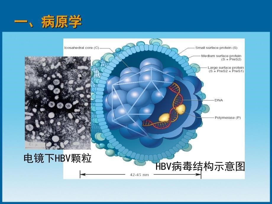 病毒性肝炎28065_第5页