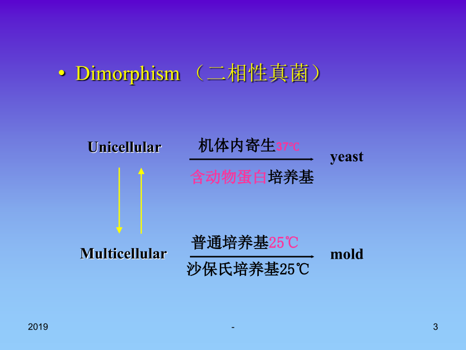 微生物检验第十二章真菌ppt课件课件ppt_第3页