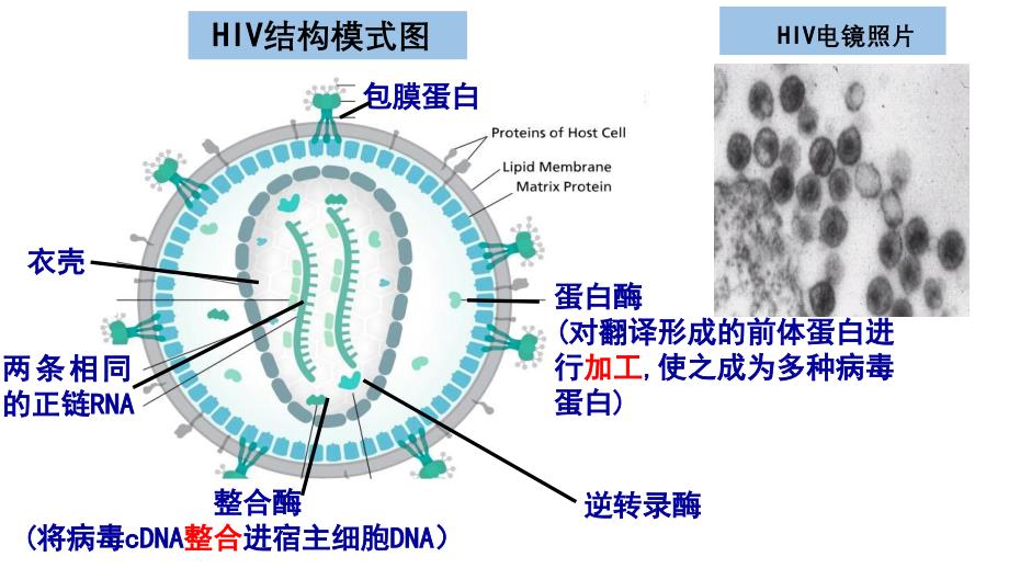 2020高三生物复习课 RNA病毒增殖过程中遗传信息的传递和表达 课件_第2页