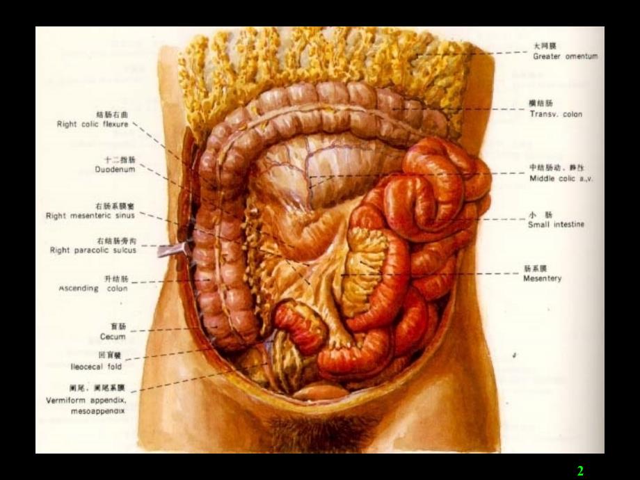 肠疾病Intestinal_obstruction36812_第2页