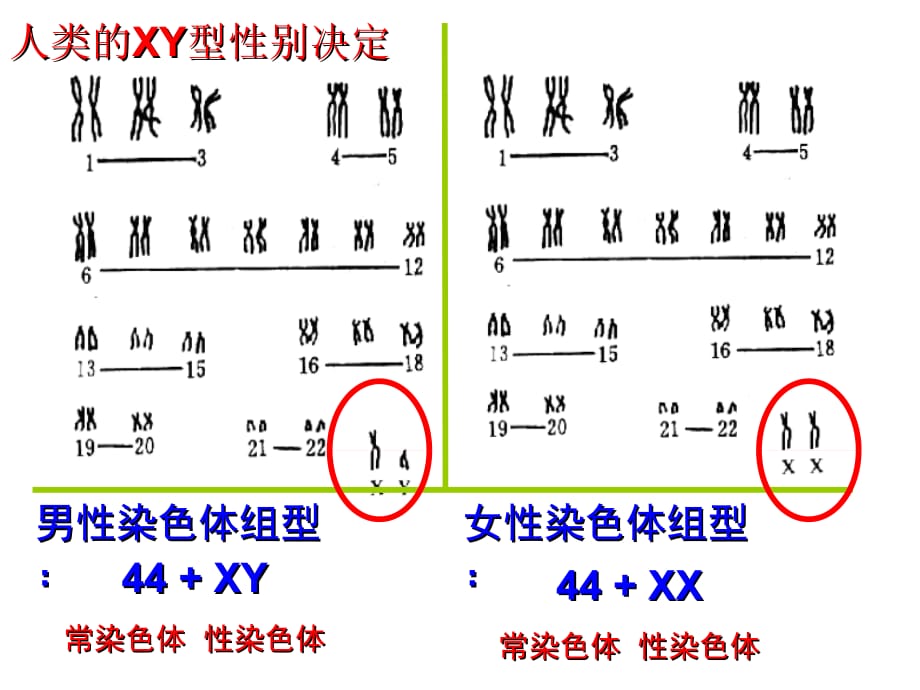 生物课件]复习必修二遗传的基本规律—性别决定与伴性遗传_第5页