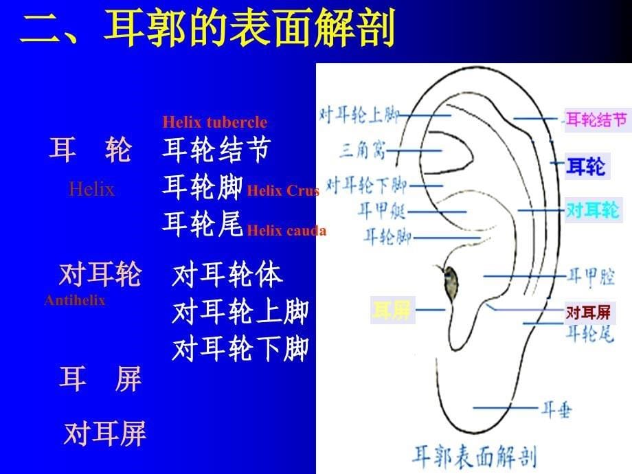 第十一章 第七节 耳穴疗法_第5页