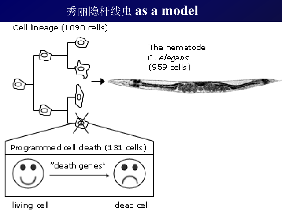 基础学-教学-考试-LGP-apoptosis -_第3页