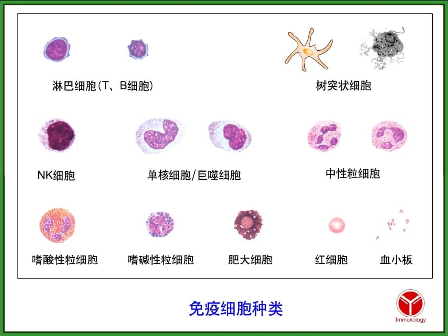 （2020年整理）2免疫细胞_第4页