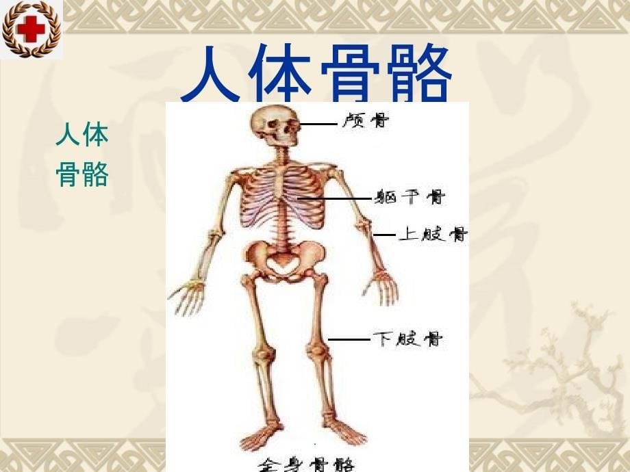 创伤救护搬运1ppt课件_第5页