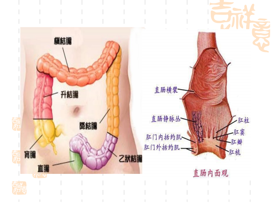 肛肠常见疾病的诊治ppt课件课件ppt_第3页