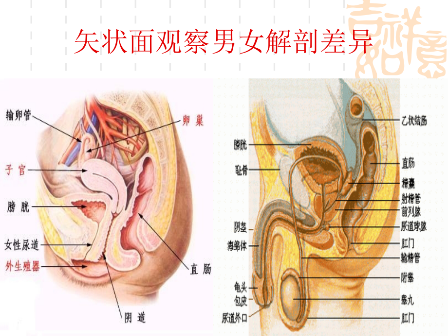 肛肠常见疾病的诊治ppt课件课件ppt_第4页