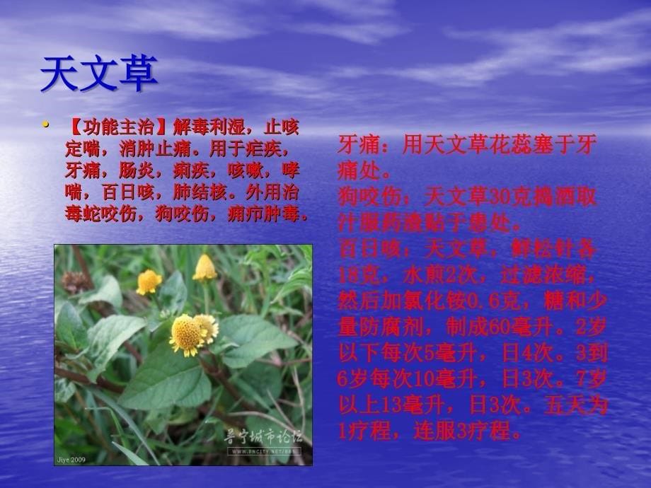 常见青草药课件ppt_第5页