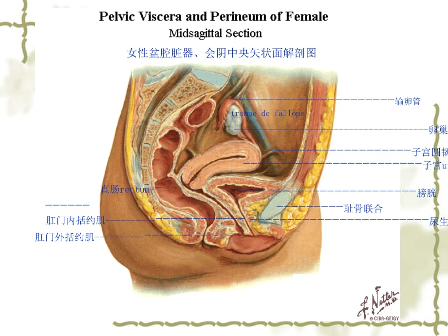 盆底功能康复技术授课幻灯片ppt课件课件ppt_第2页