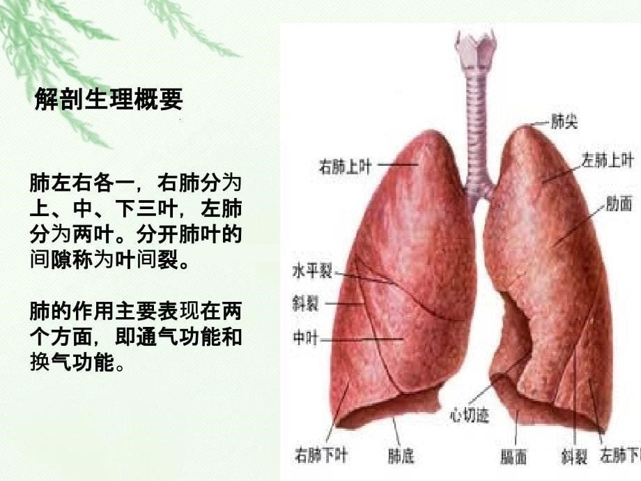 肺全切护理完整完整ppt课件_第5页