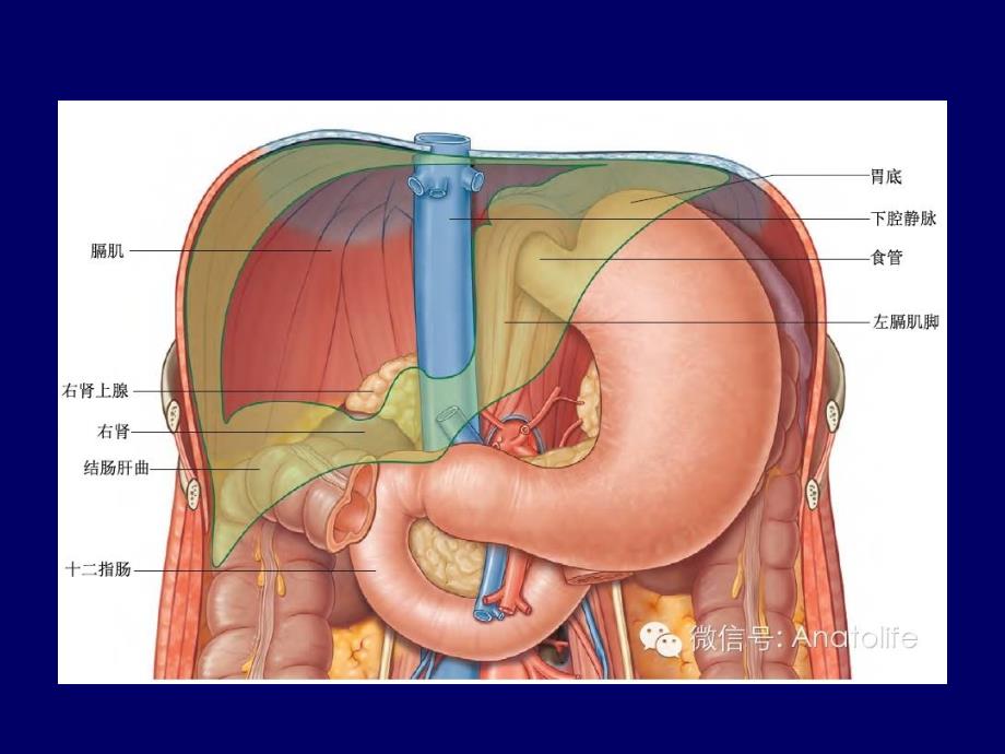肝脏解剖详解ppt课件课件ppt_第4页