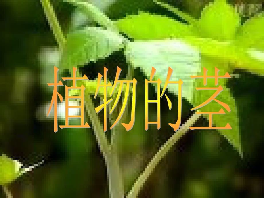 小学三年级科学植物的根茎叶_第2页