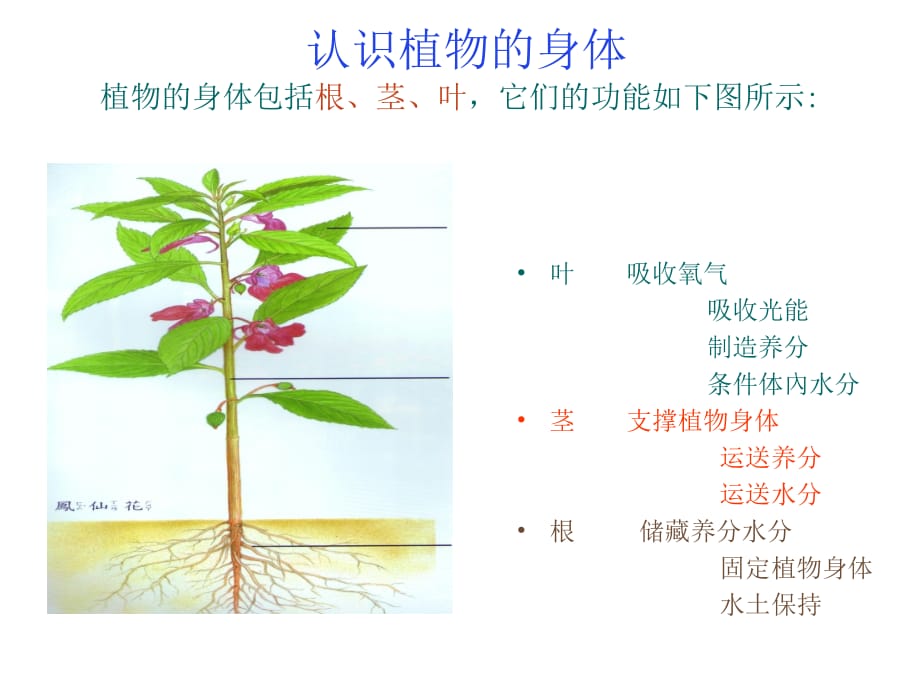 小学三年级科学植物的根茎叶_第3页