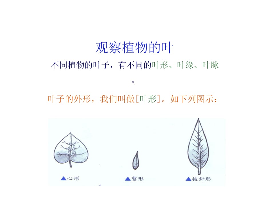 小学三年级科学植物的根茎叶_第4页