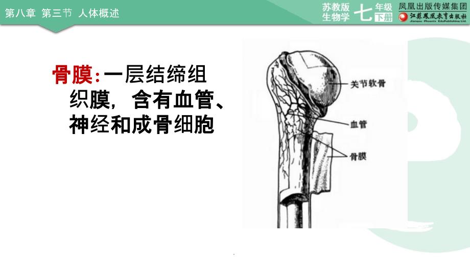 人体系统的功能(长骨的构造)ppt课件_第4页