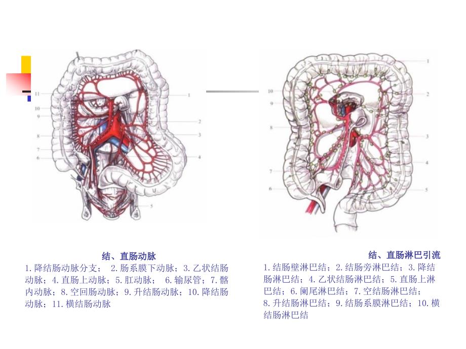 结肠直肠肛管疾病课件ppt_第3页