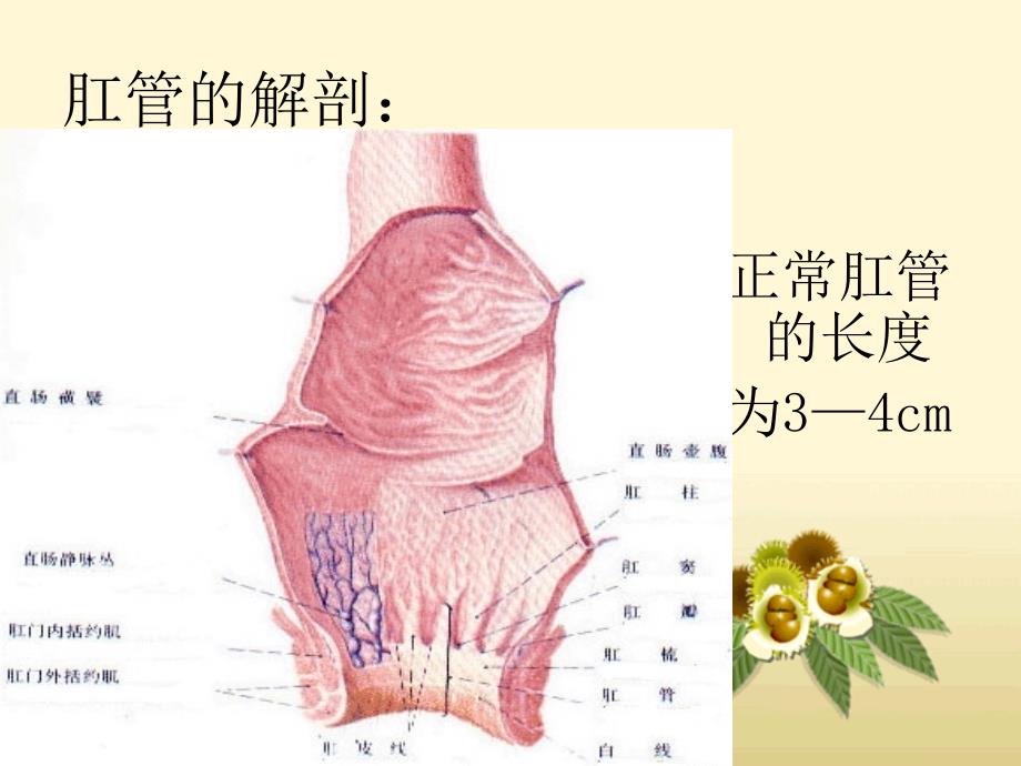 痔疮ppt课件课件ppt_第3页