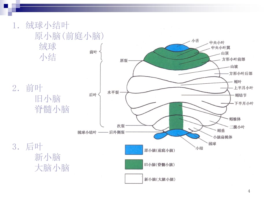 中枢神经系统2课件ppt_第4页