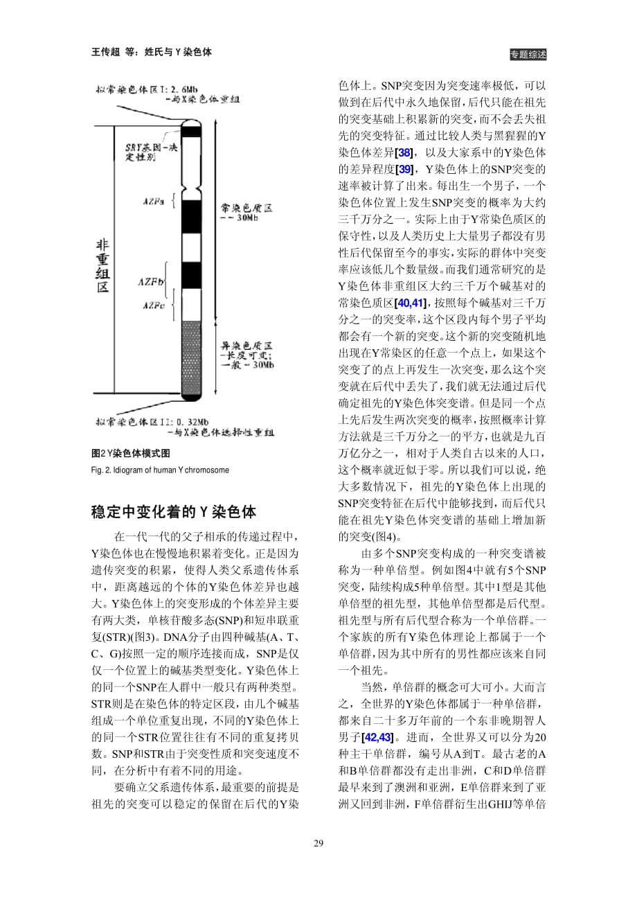 姓氏与Y染色体的关系_第3页