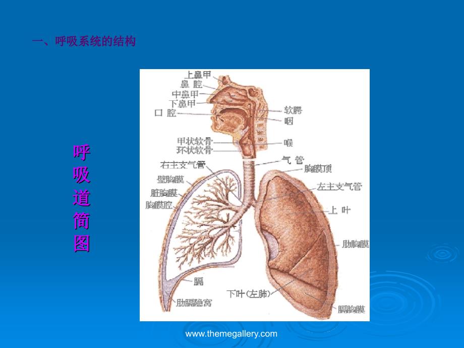 2013最新版气道梗阻的急救培训课件_第4页