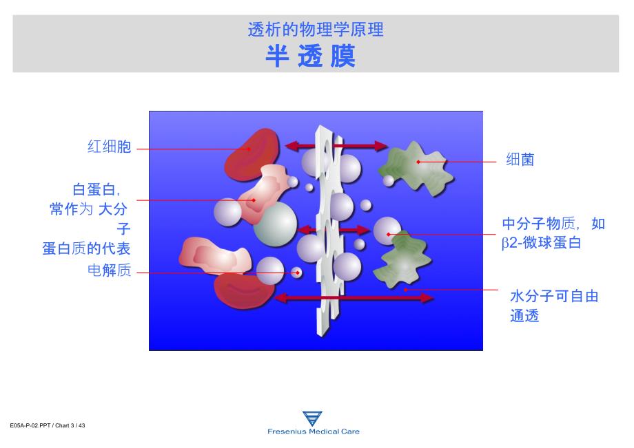 费森尤斯透析器知识ppt课件_第3页