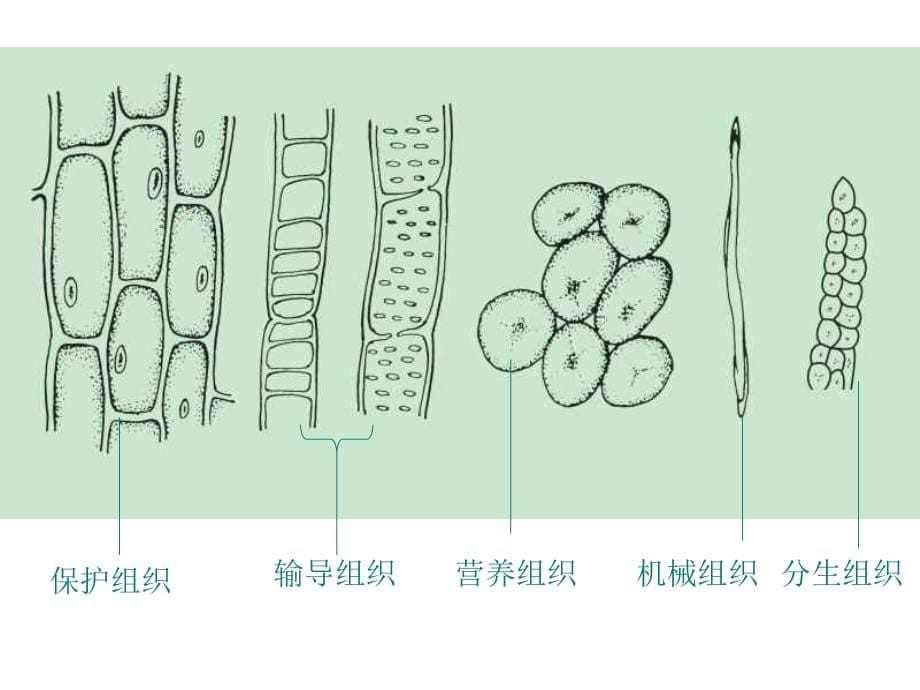 显微镜下的生物（第二课时）_第5页