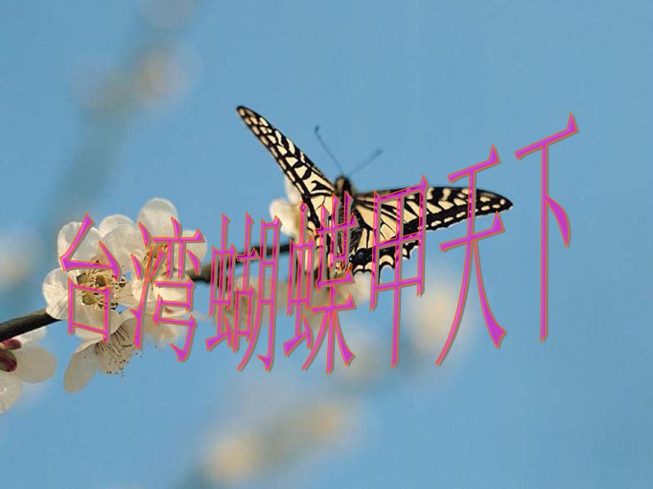 语文s版四年级上册 16《台湾蝴蝶甲天下》精编版_第2页