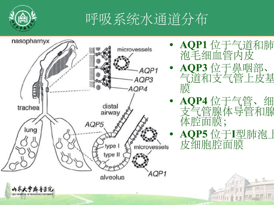 ARDS患者液体管理策略ppt课件_第4页