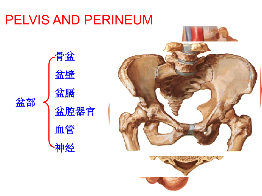 盆部会阴解剖与临床课件ppt_第1页