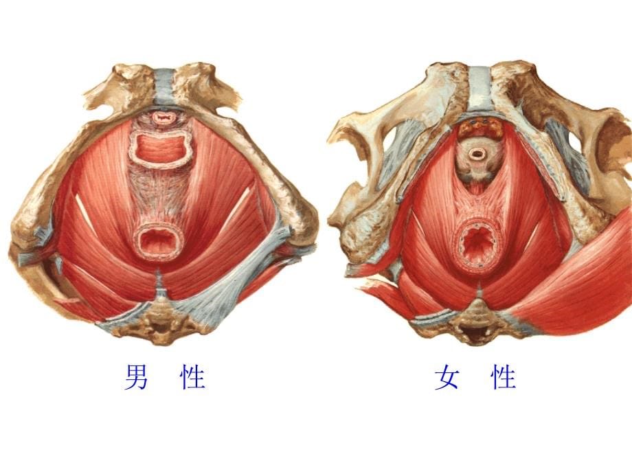 盆部会阴解剖与临床课件ppt_第5页