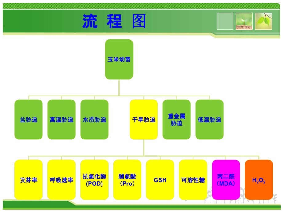 模块四 逆境胁迫对植物生理生化指标的ppt课件_第3页