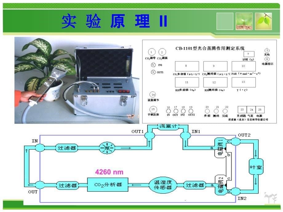 模块四 逆境胁迫对植物生理生化指标的ppt课件_第5页