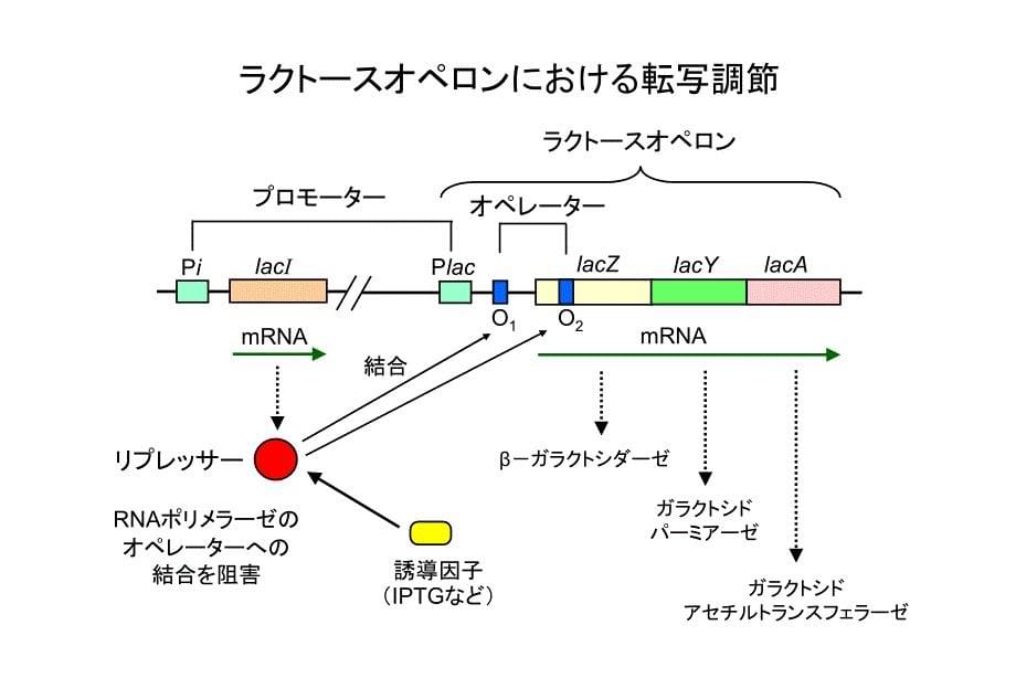 细菌分子生物学.ppt_第5页