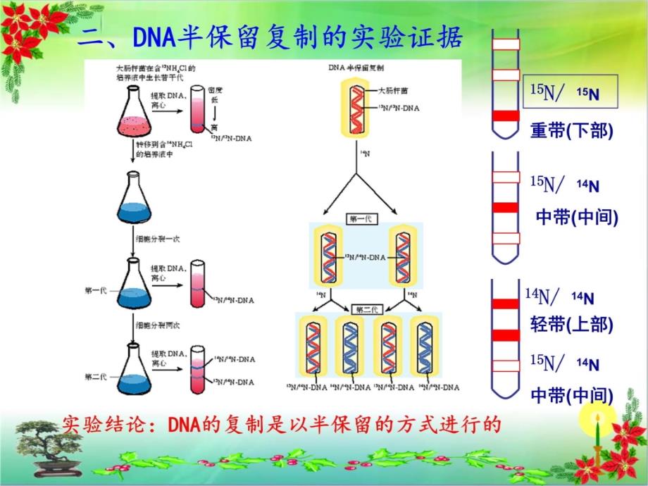 DNA的复制(动画)培训课件_第3页
