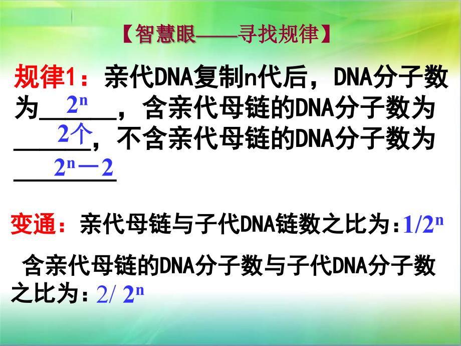 DNA的复制(动画)培训课件_第4页