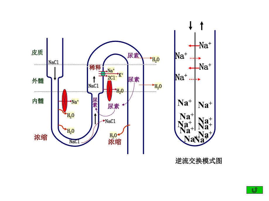 利尿药课件ppt_第4页