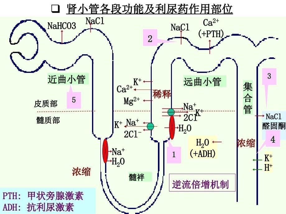 利尿药课件ppt_第5页