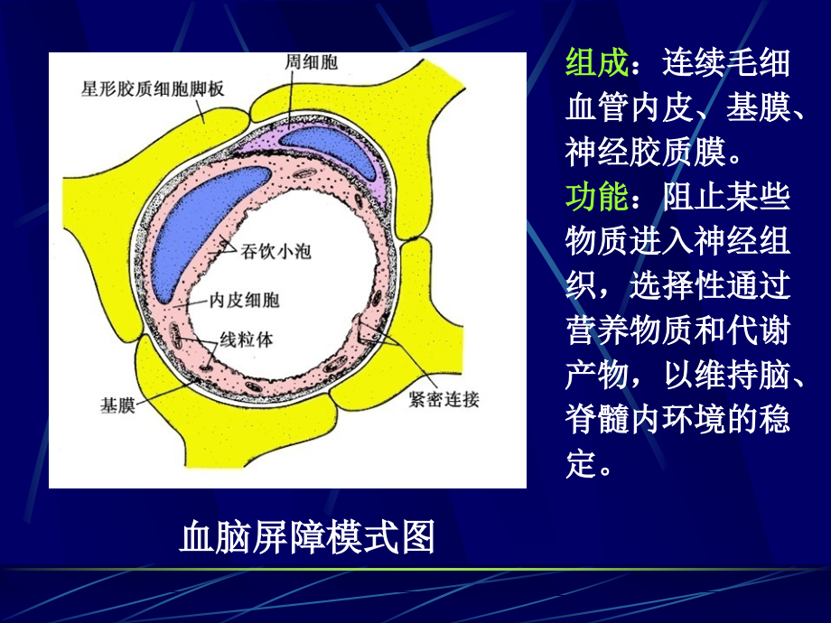 第次课流脑、乙脑、菌痢课件ppt_第4页