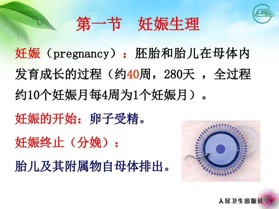 第三章正常妊娠孕妇的护理课件ppt_第4页