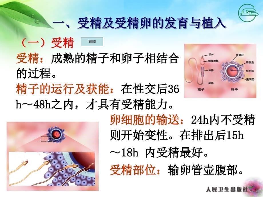 第三章正常妊娠孕妇的护理课件ppt_第5页