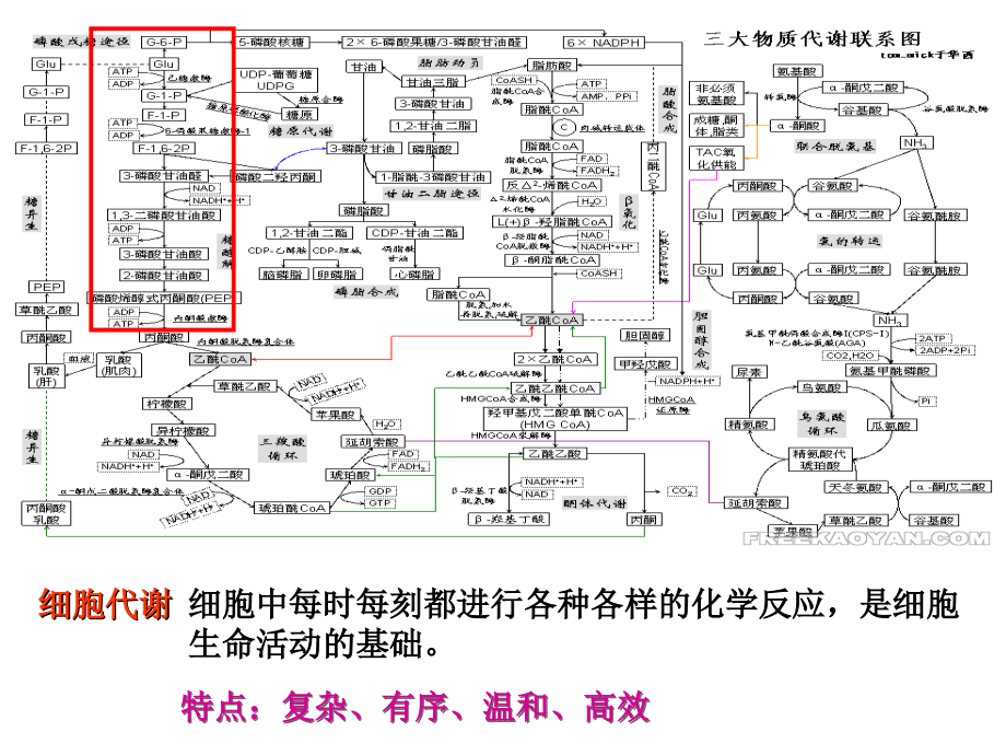 2014年 高三生物第一轮复习 第九讲 酶和ATP.ppt_第3页