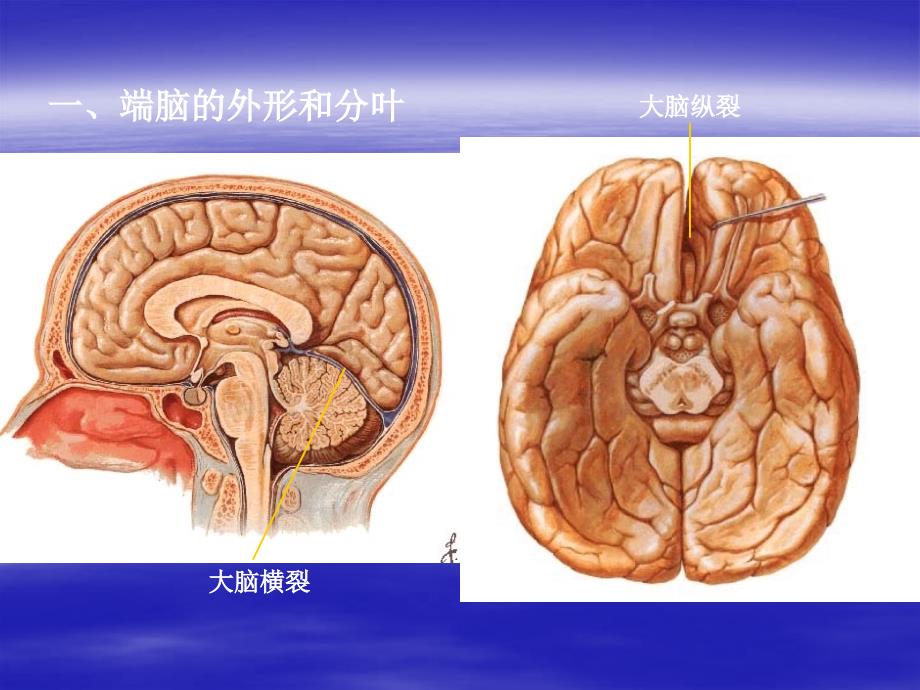 大脑解剖结构课件ppt_第3页