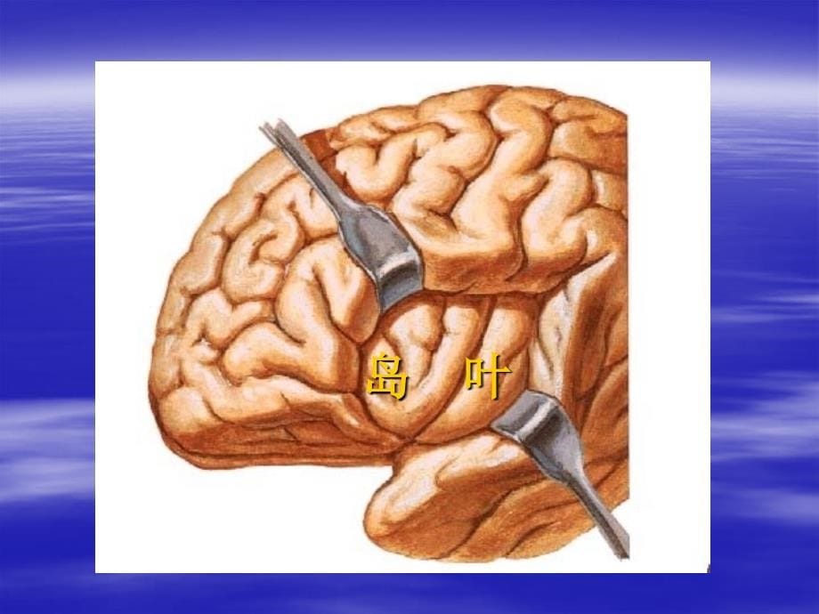 大脑解剖结构课件ppt_第5页