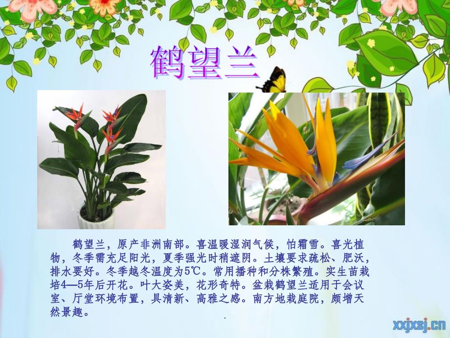 小学生作业(植物介绍)ppt课件_第3页