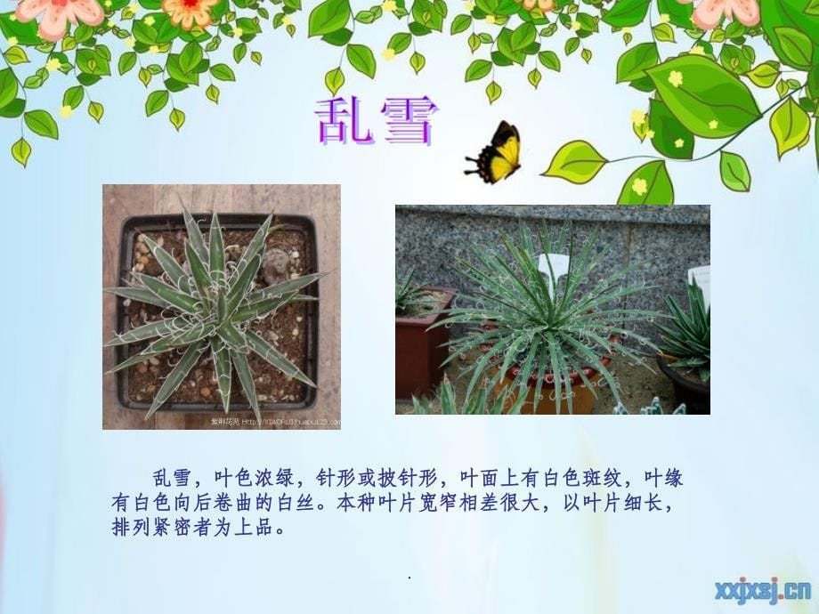 小学生作业(植物介绍)ppt课件_第5页